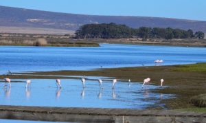 berg river estuary flamingoes