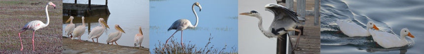 Berg river birds banner image