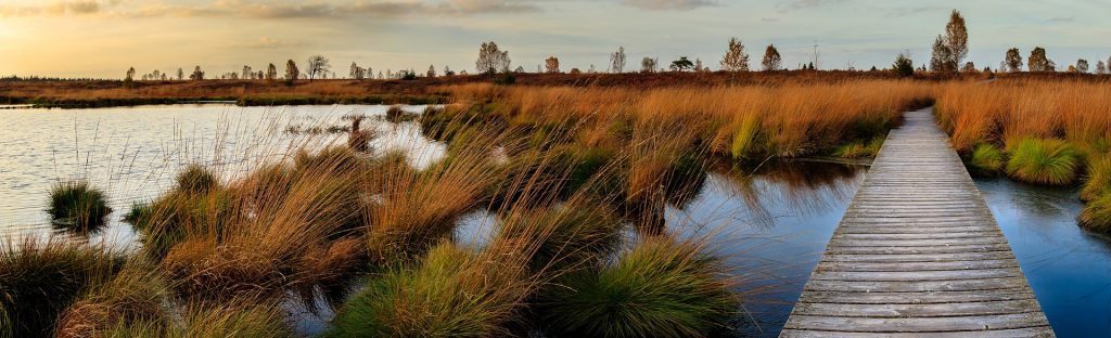 wetlands, source pixabay